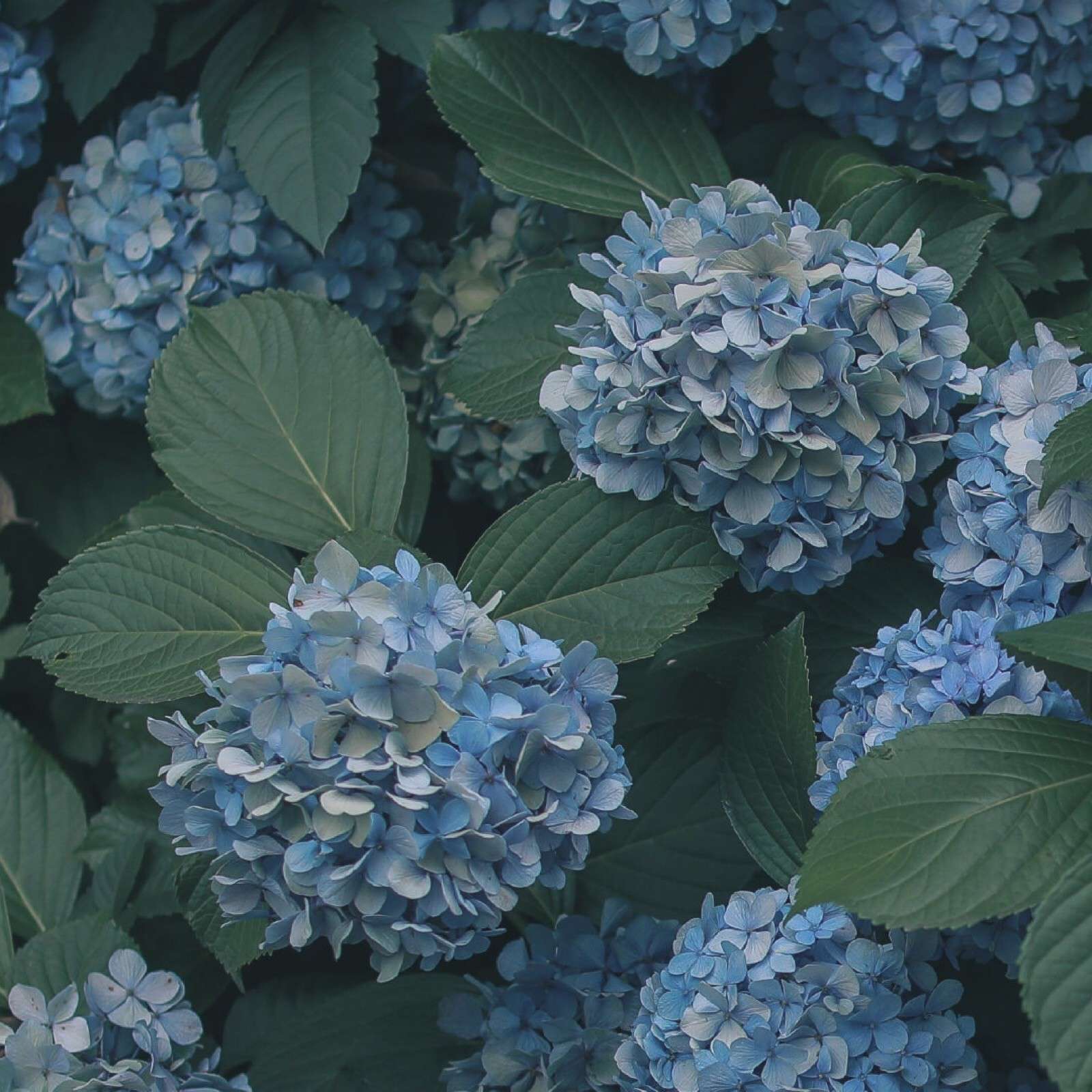 镜花缘