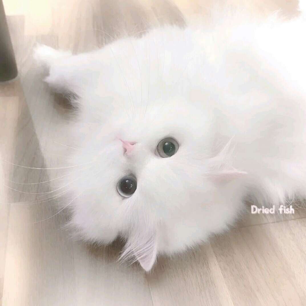 linmoの文案