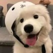 詩意