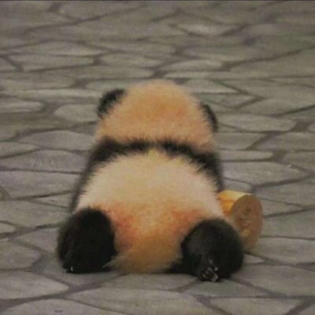 Han的专辑