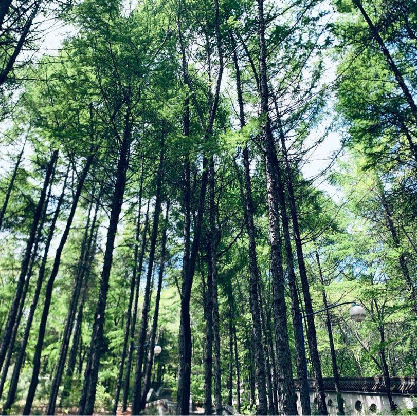 《镇魂》