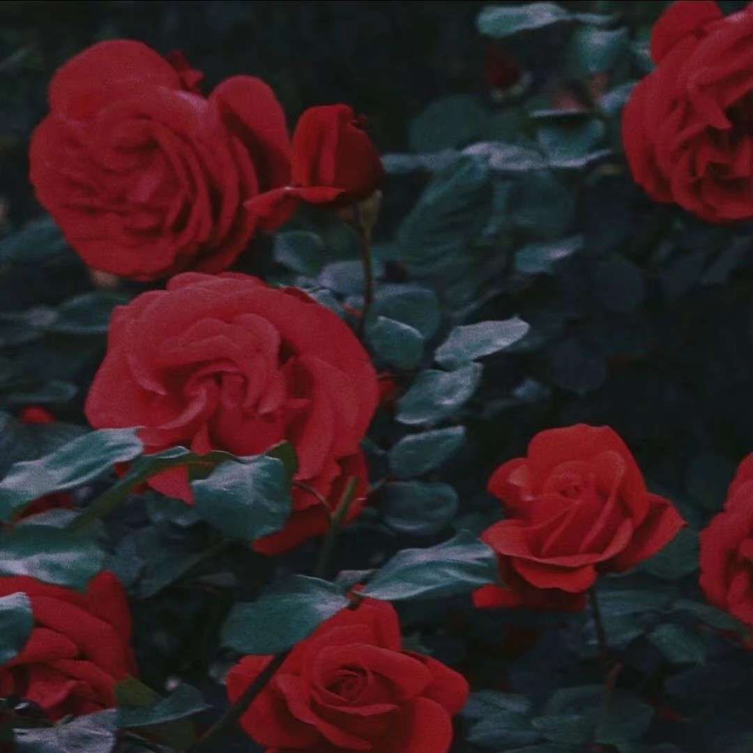 玫瑰的花期到了