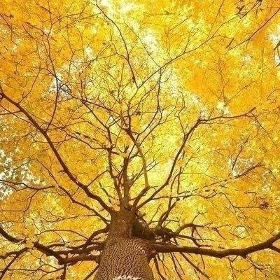 梦想的专辑