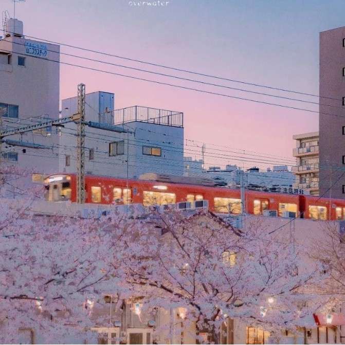 灰色树洞