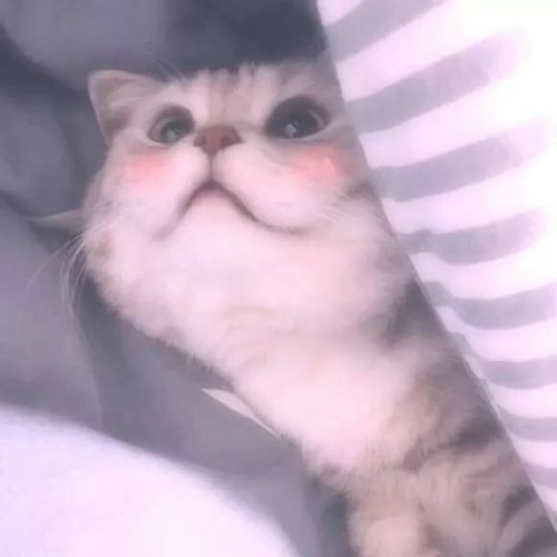 琼瑶阿姨