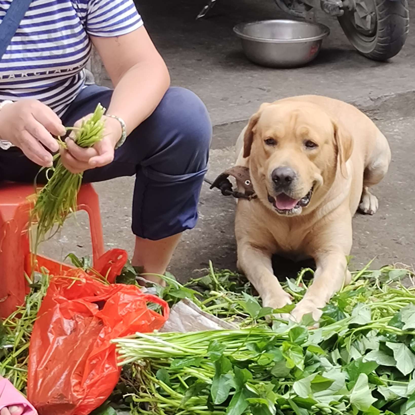 小李子的日常