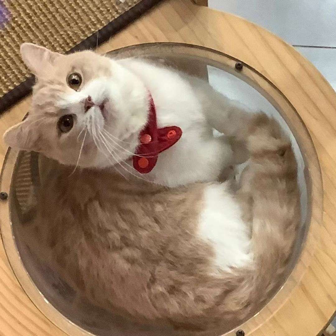 喵