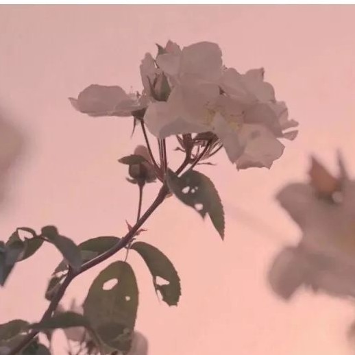 朗读者♡﻿
