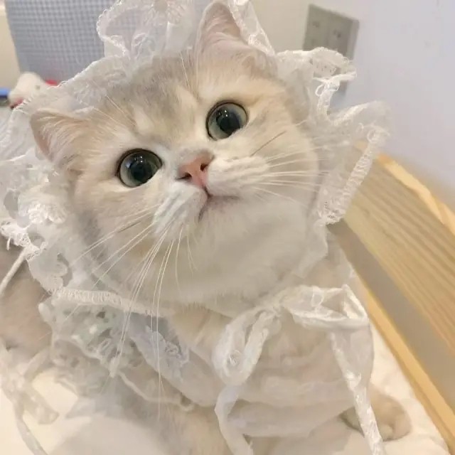 金fish原创