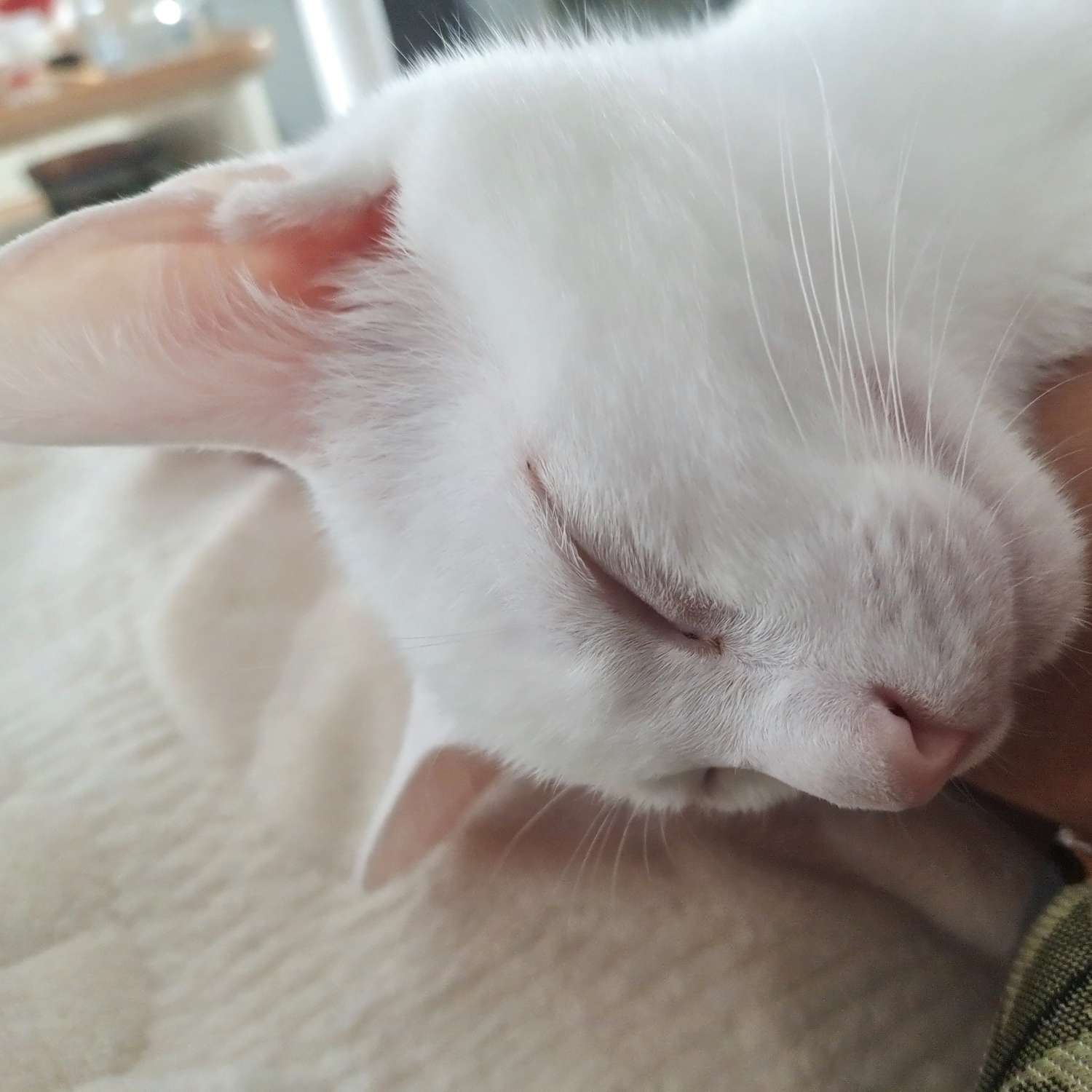 句