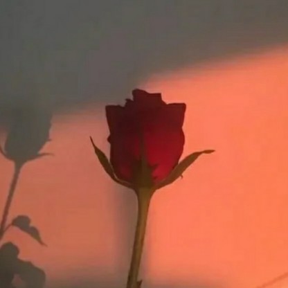 ♡的专辑
