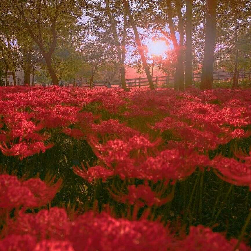火花的专辑