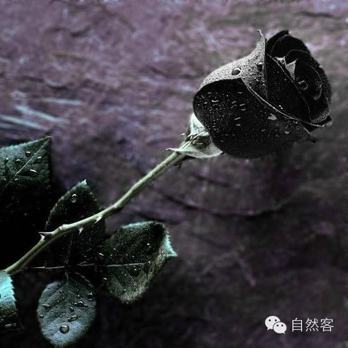 花解语