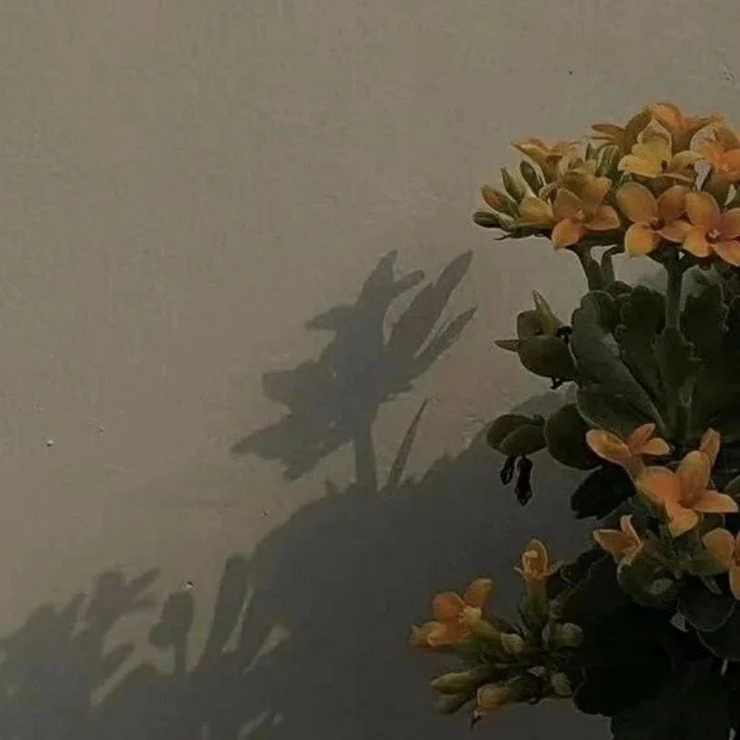 《飞鸟集》
