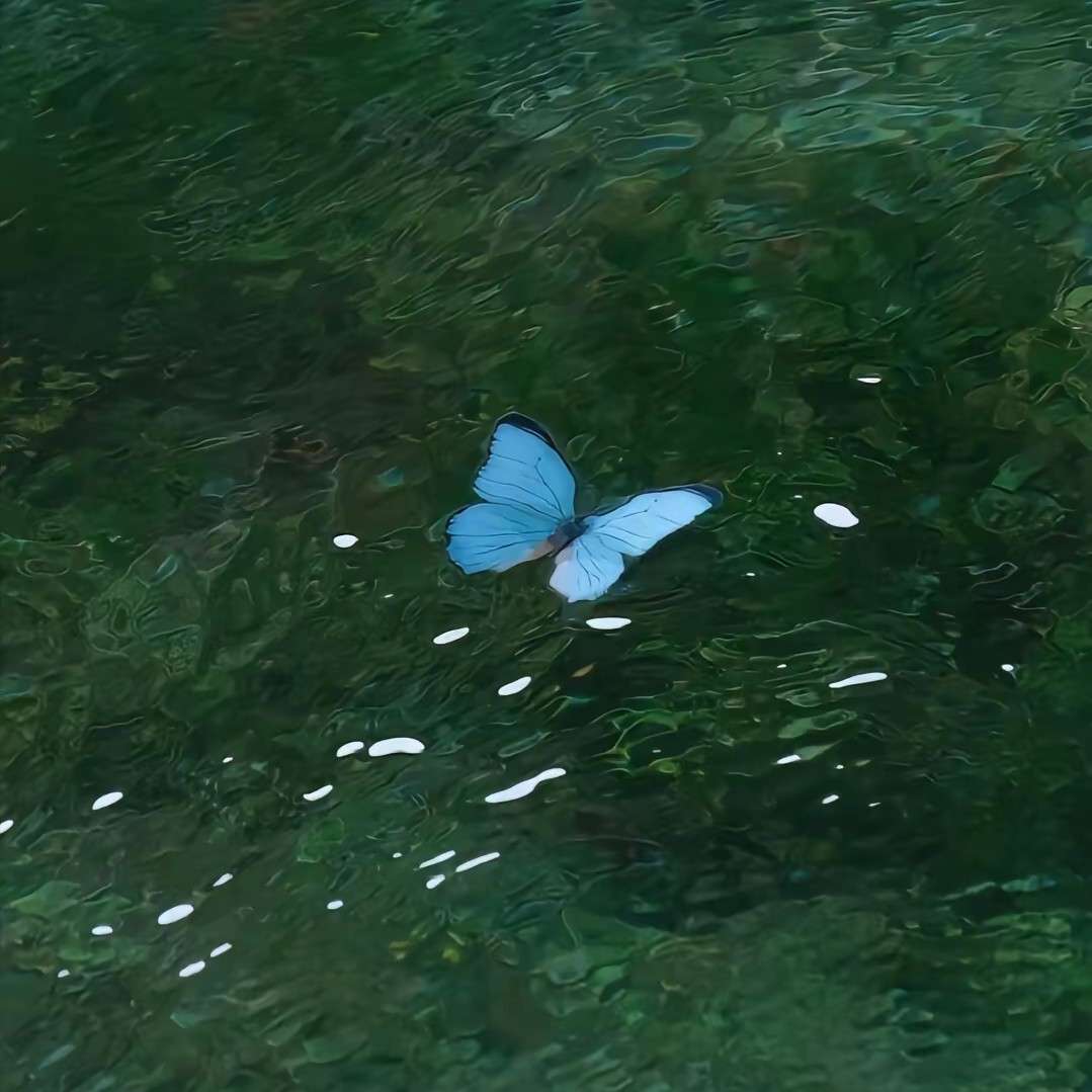 紫罗兰