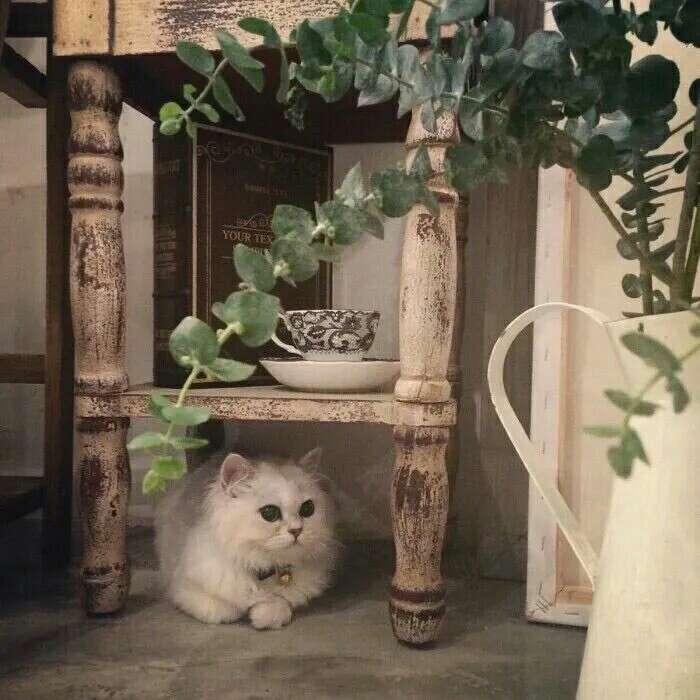 日杂
