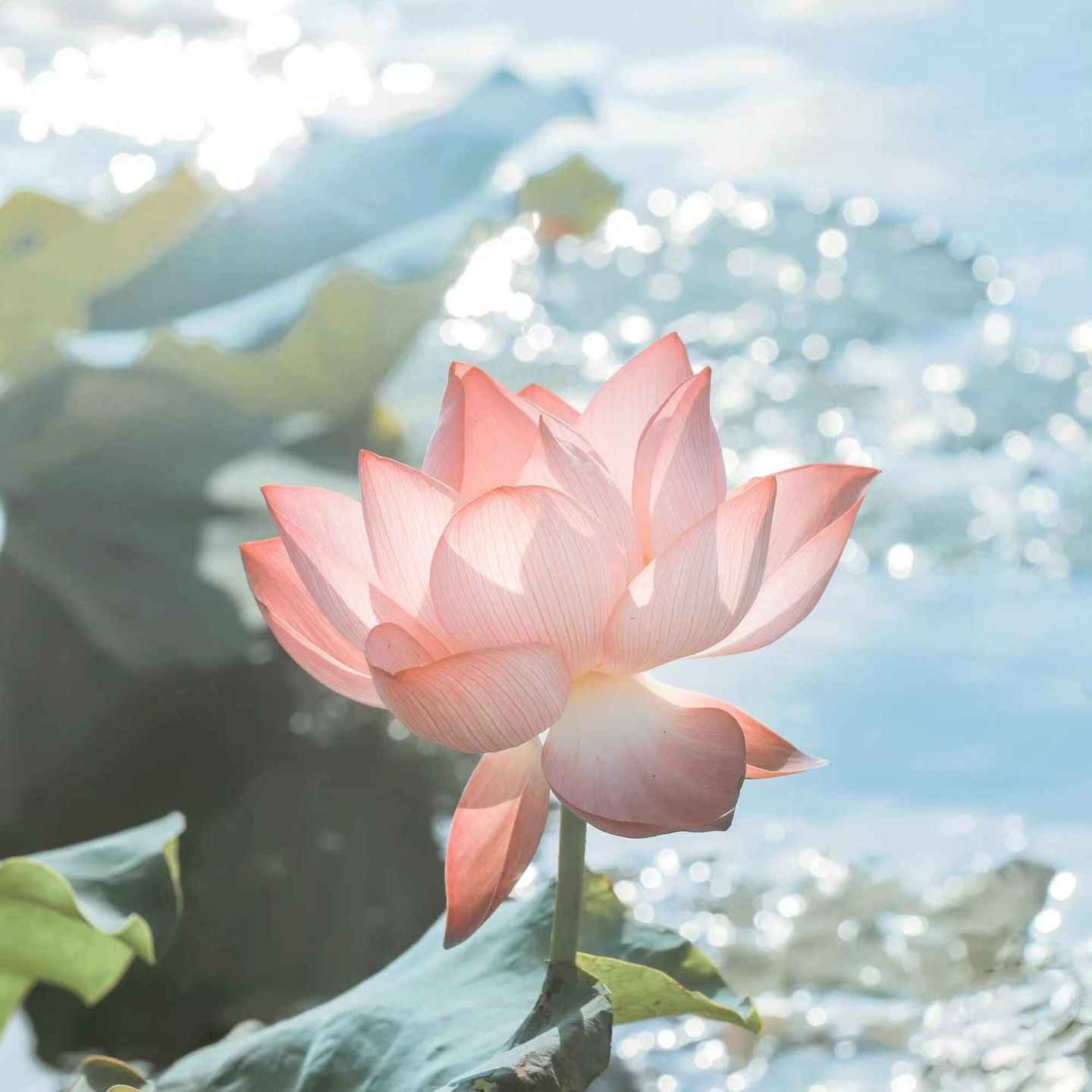 洛筱薜的专辑