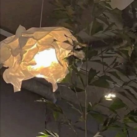 青木桅