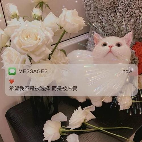 土味情话