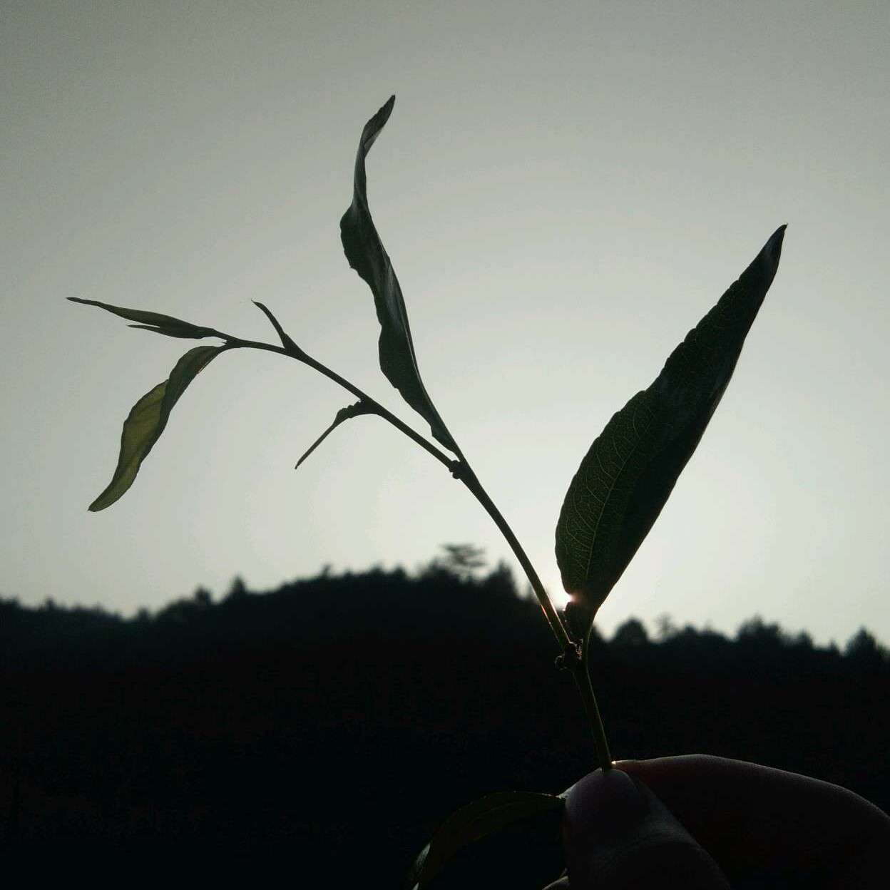都是虚的...