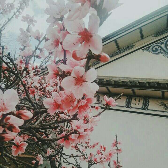 珟少婠的专辑