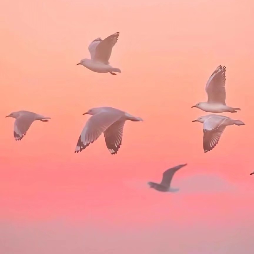 沈婴怜.