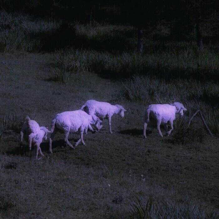 鲁迅