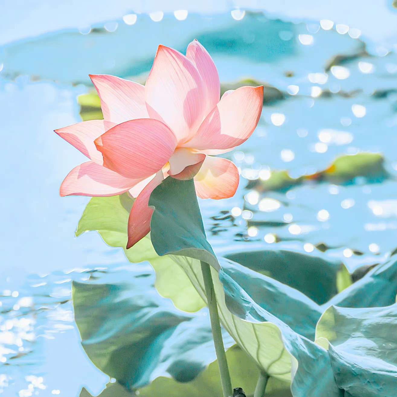 莲花