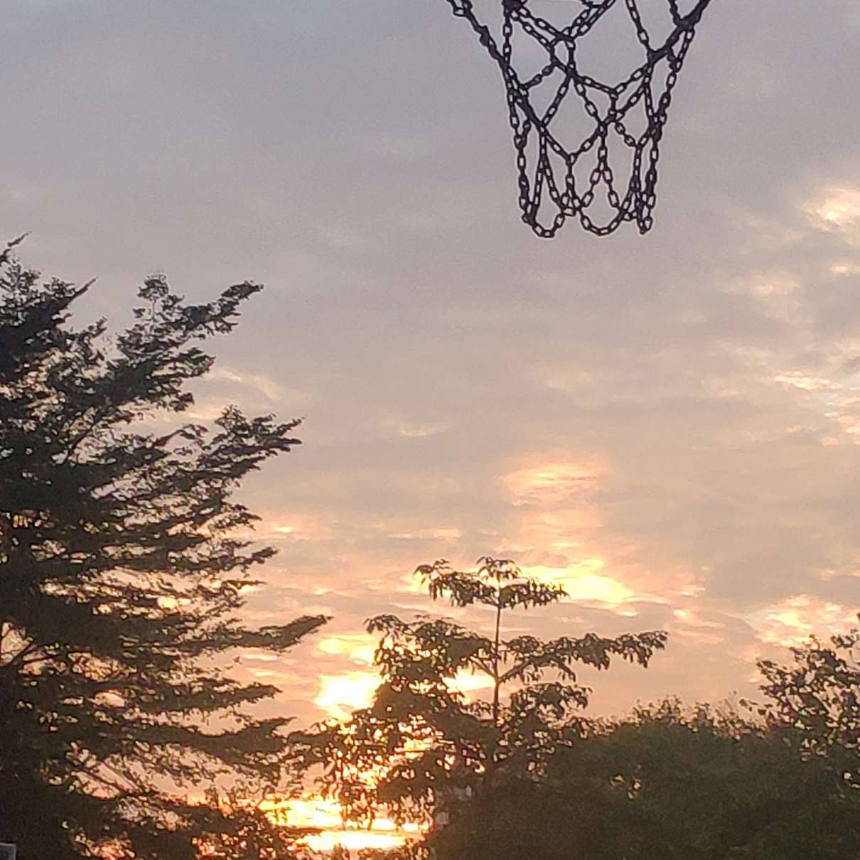帆船的树洞
