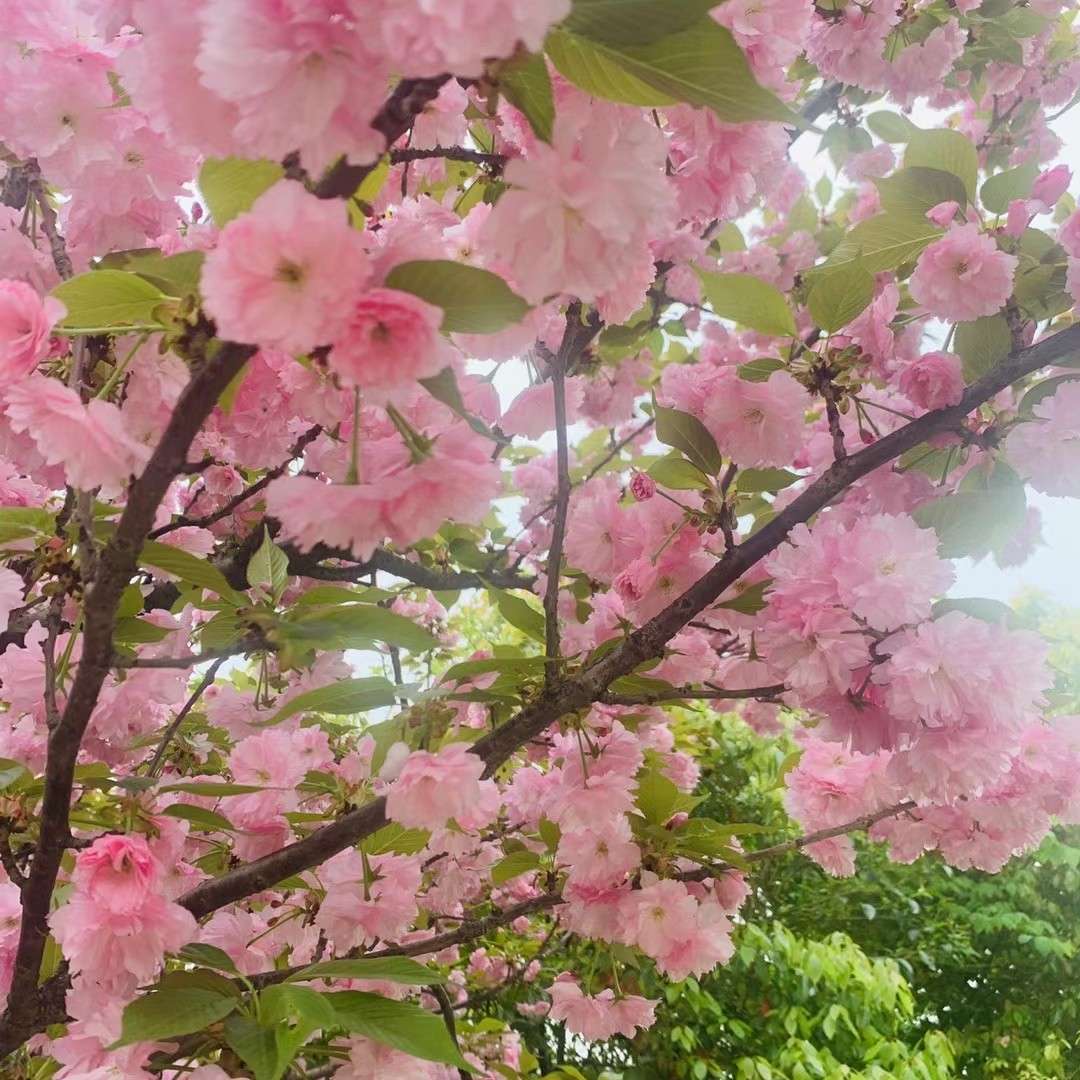 情感