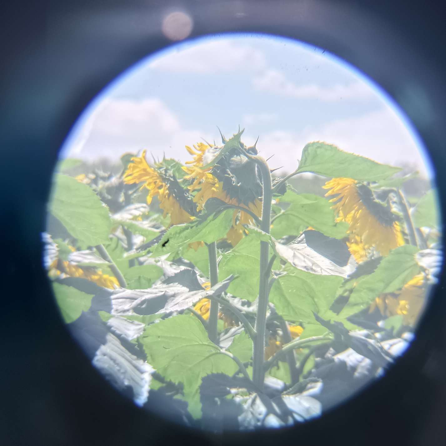 爱情