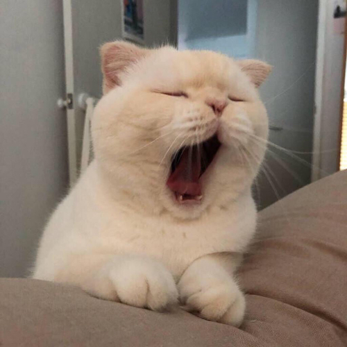 少年啊的专辑
