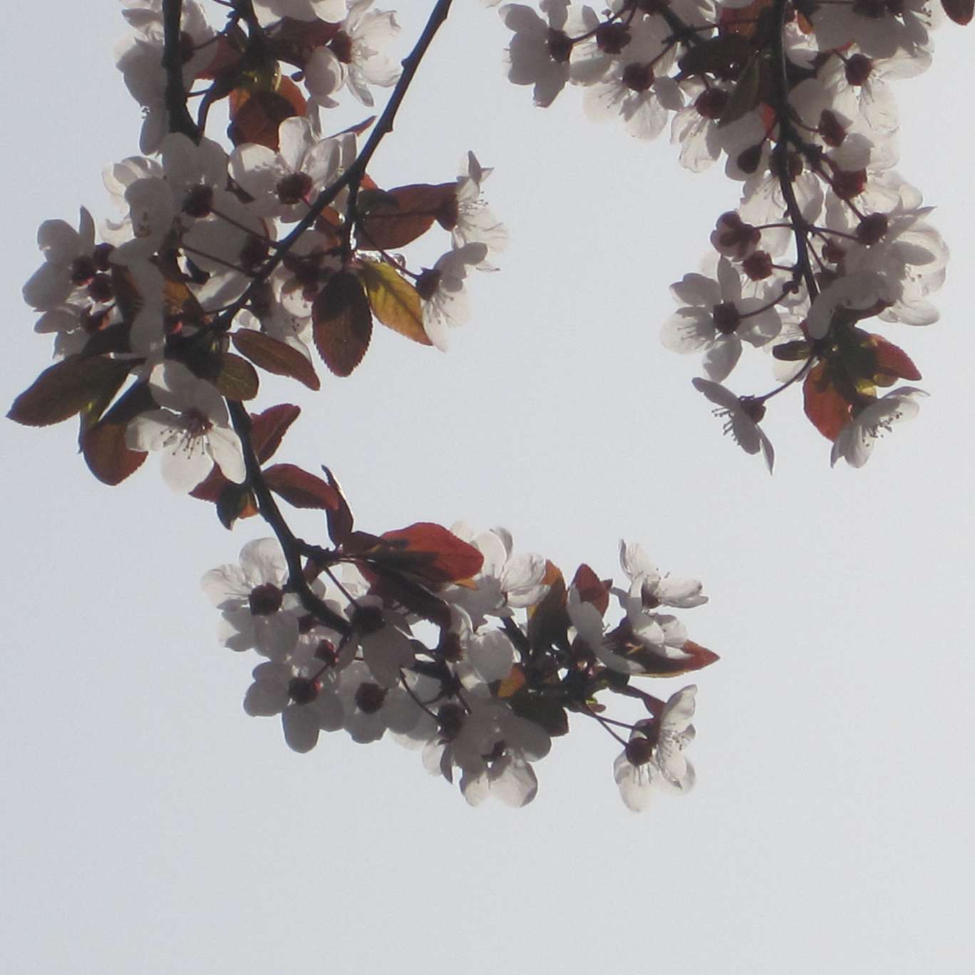 文学