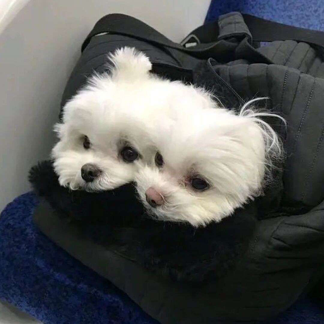 他