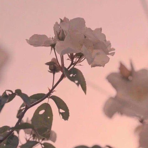 枫叶镇