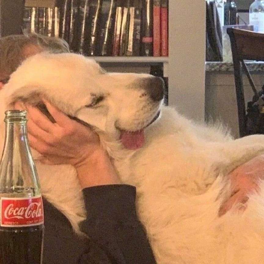 可可爱爱