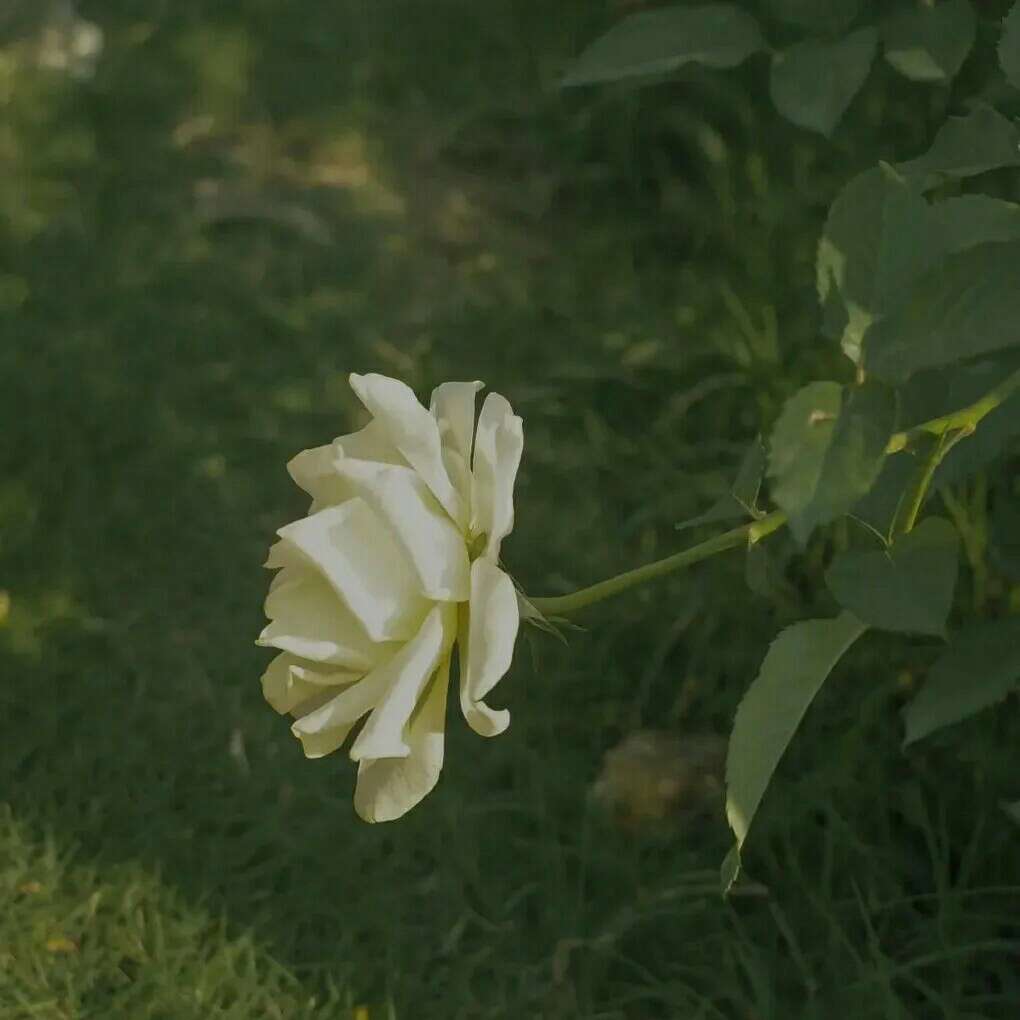小温柔的专辑