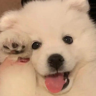 洞房前还有遗言吗