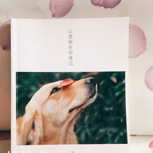 金毛梅茜
