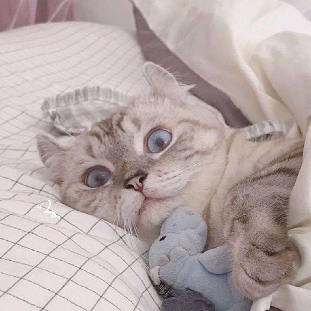 鹿灵