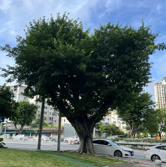 认知