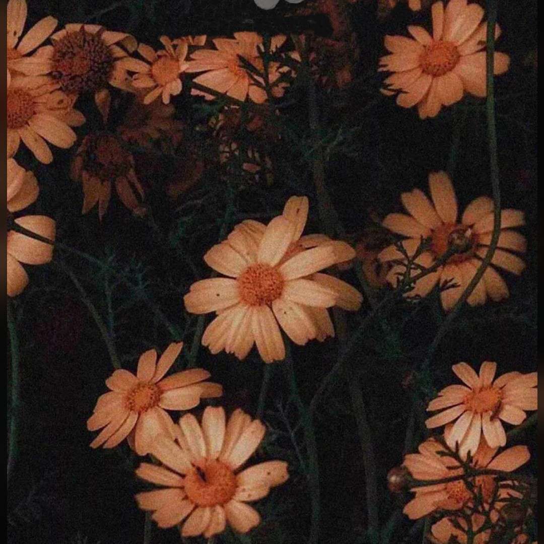 秋月如珪