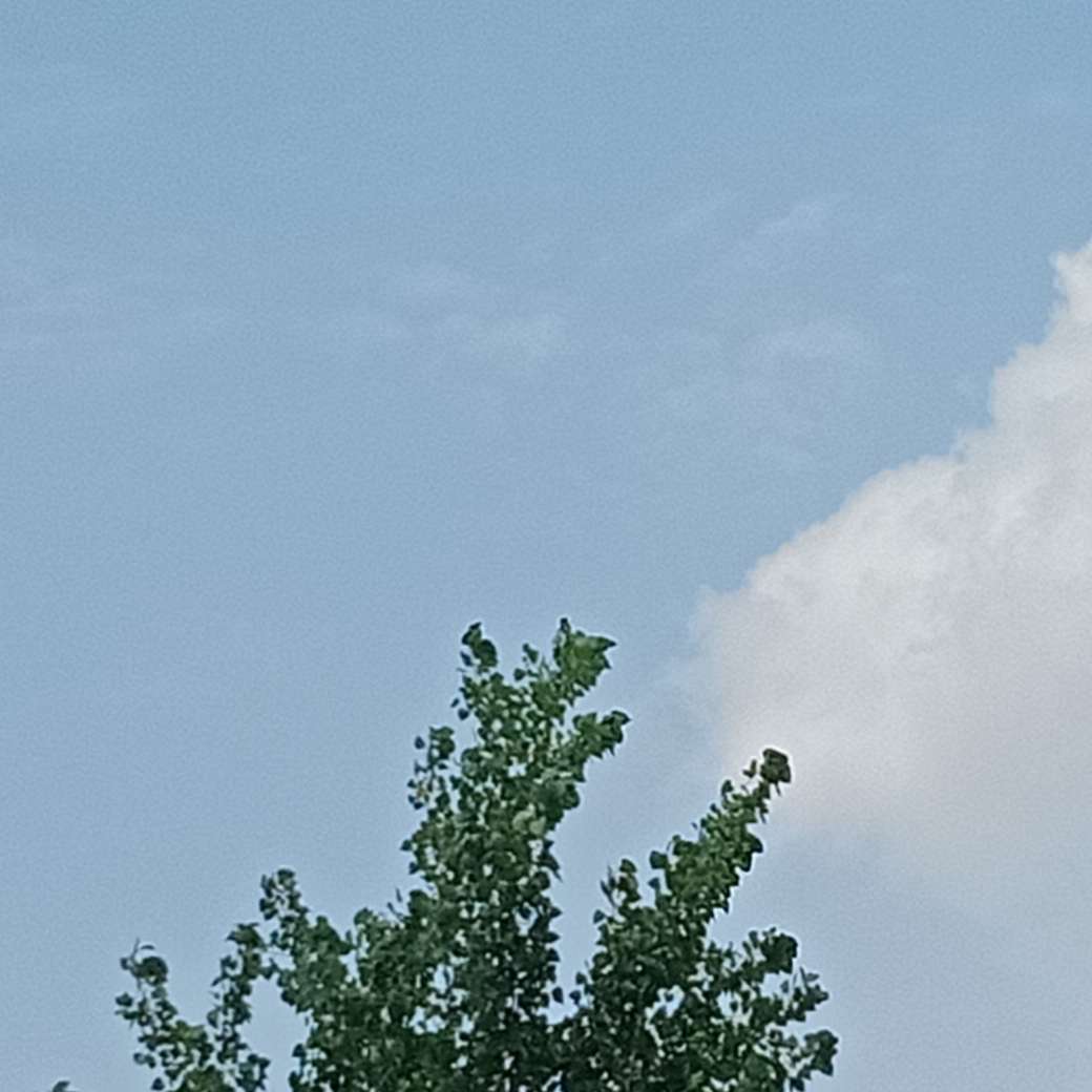马