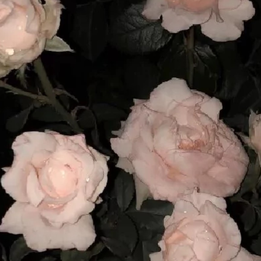 憾意