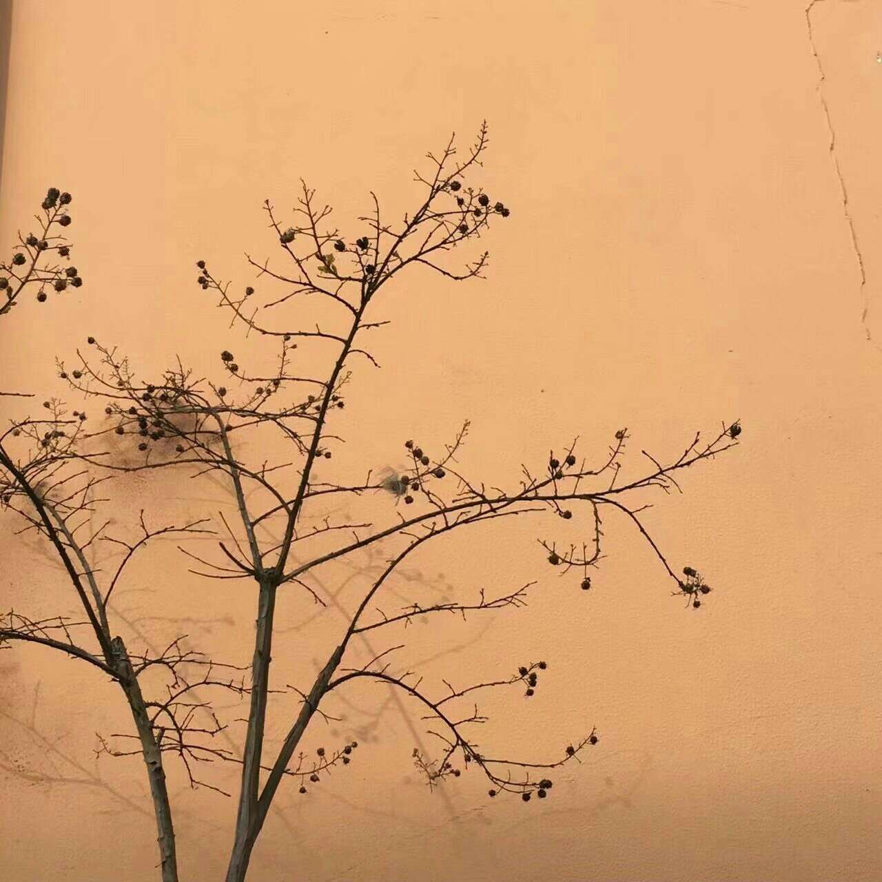 爱子.