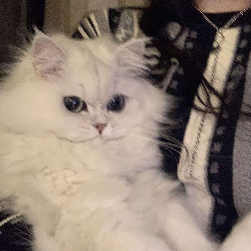 Йiu~的专辑