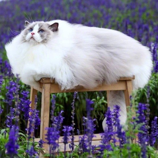 。