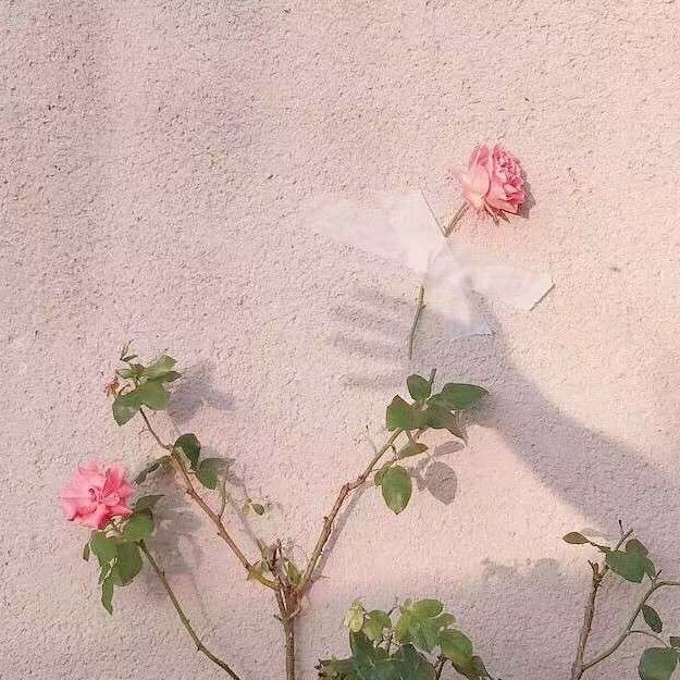 朱生豪情书