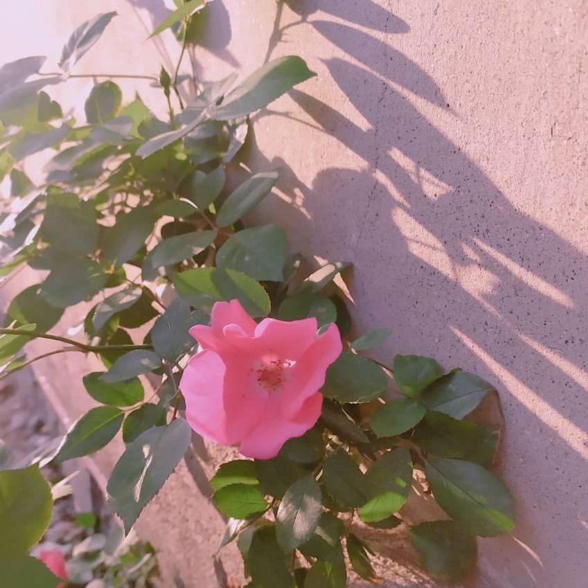 生活