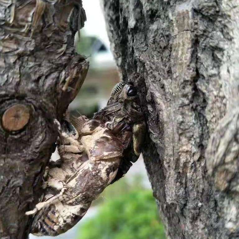 如何打败一只熊的专辑